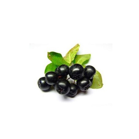 Φρέσκα Βιολογικά Μούρα Αρώνια (Aronia Berries) "Aronia Fresh Fruits" 125γρ